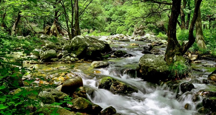 【北京一周一山·神木峡谷】避暑寻幽探胜，在遮天蔽日的绿意中，邂逅暮光之城般的森林，于潺潺溪水中感受山野清凉~