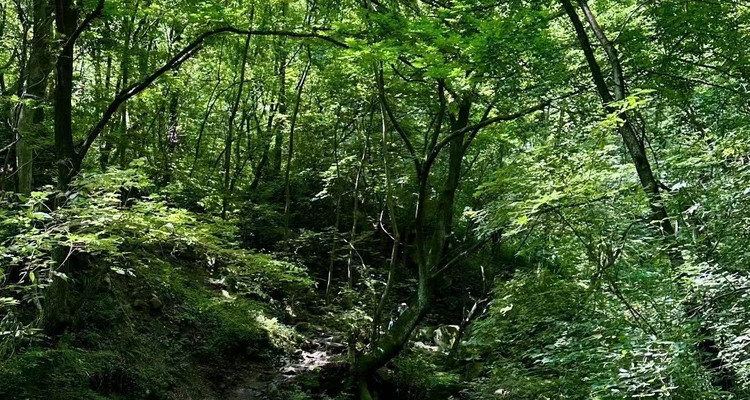 【夏日避暑·西寺沟 】清凉避暑 | 提供水枪玩具！