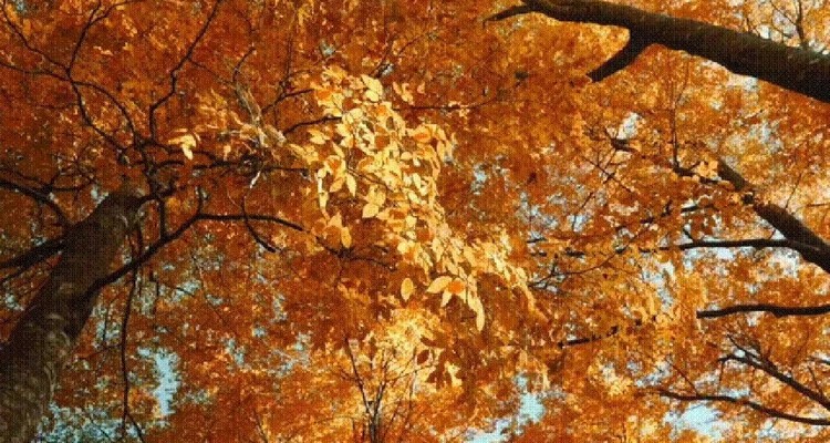 【光雾山·秦巴秋色9日】西安+太白山国家森林公园+太白县+太洋公路+核桃坪+黄柏塬+大箭沟+黎平国家森林公园+十八月潭+米仓山+香炉山+黑熊沟+大小兰沟+龙头山+太子岭+狮子沟牧场+情人谷+8人拼团&2-8人小包团