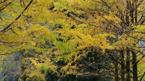 【又见云南 · 魅力边城6日】芒市+瑞丽+腾冲丨6天5晚丨滇西赏秋深度纯玩2-8人小车团
