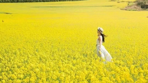 【又见云南·滇东南花色7日】元阳梯田-罗平油菜花-九龙瀑布-加级寨万亩梨花-宜良万亩樱花-蒙自碧色寨-西南联大旧址-石屏古城-异龙湖-建水蚁工坊-佛印莲花岛-弥勒温泉-东风韵-东川红土地三花共赏7日深度游