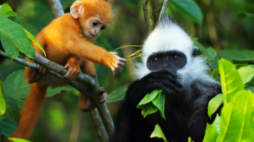 【极边秘境·崇左5日】德天瀑布+边关风情+明仕骑行+花山岩画+龙宫+白头叶猴五日游