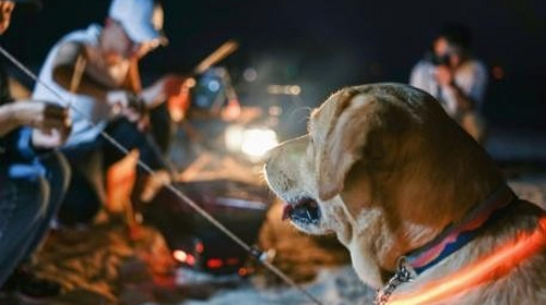 【浪漫广西·桂西南新发现6日】南宁进北海出+穿越中越边境+观测白头叶猴+雨林秘境徒步+海岛火山科考+砍香蕉体验+涠洲岛出海追鲸+篝火BBQ+休闲亲子6日游