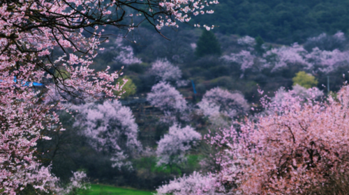 【雪域西藏·桃花节8日】拉萨+布达拉宫+林芝+米拉山隧道+嘎啦桃花村+鲁朗林海+玻璃桃花沟+来古冰川+然乌湖+岗云杉林+雅鲁藏布江+索松村+巴松措+深度纯玩8日