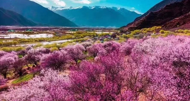 【雪域西藏·桃花节8日】拉萨+布达拉宫+林芝+米拉山隧道+嘎啦桃花村+鲁朗林海+玻璃桃花沟+来古冰川+然乌湖+岗云杉林+雅鲁藏布江+索松村+巴松措+深度纯玩8日