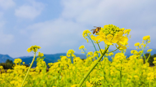 【遇见汉中油菜花·赏花5日游】西安+汉中+朱鹮梨园+洋县油菜花+唐家湾油菜花+元墩龙湾油菜花+凤堰古梯田油菜花+茶园+骆家坝古镇+专业领队5日游