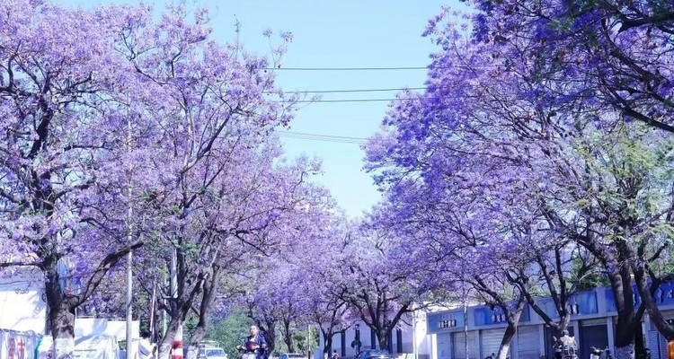 【又见云南·蓝花楹+苍耳泸沽7日】昆明蓝花楹+西昌蓝花楹+大理洱海+泸沽湖+螺髻山九十九里温泉+建昌古城+元谋土林2-7人小团