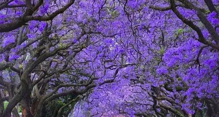 【又见云南·蓝花楹+苍耳泸沽7日】昆明蓝花楹+西昌蓝花楹+大理洱海+泸沽湖+螺髻山九十九里温泉+建昌古城+元谋土林2-7人小团