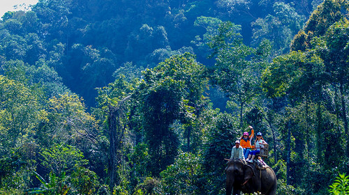 【西双版纳·探险亲子营5日】专属PBL项目式学习&原始森林公园研学通道+野象谷 vip 体验&5钻酒店4晚连住