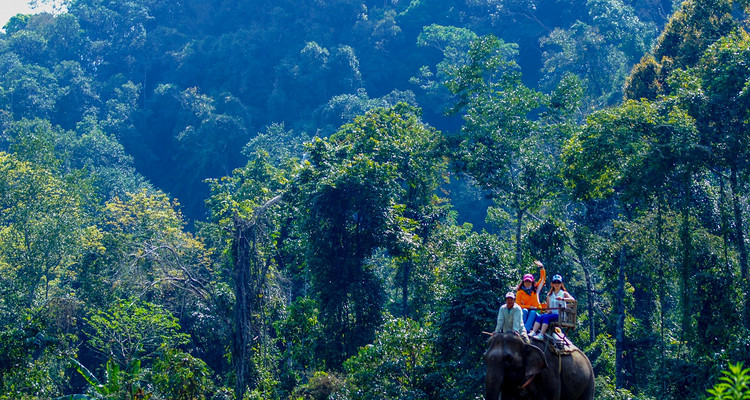 【西双版纳·探险亲子营5日】专属PBL项目式学习&原始森林公园研学通道+野象谷 vip 体验&5钻酒店4晚连住