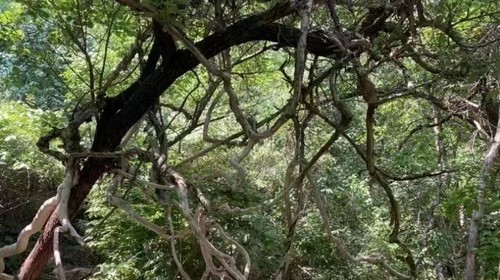 【北京一周一山·藤萝谷】初级丨9公里丨徒步山野秘境+漫步藤蔓山谷