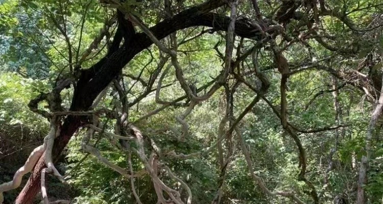【北京一周一山·藤萝谷】初级丨8公里丨徒步山野秘境+漫步藤蔓山谷