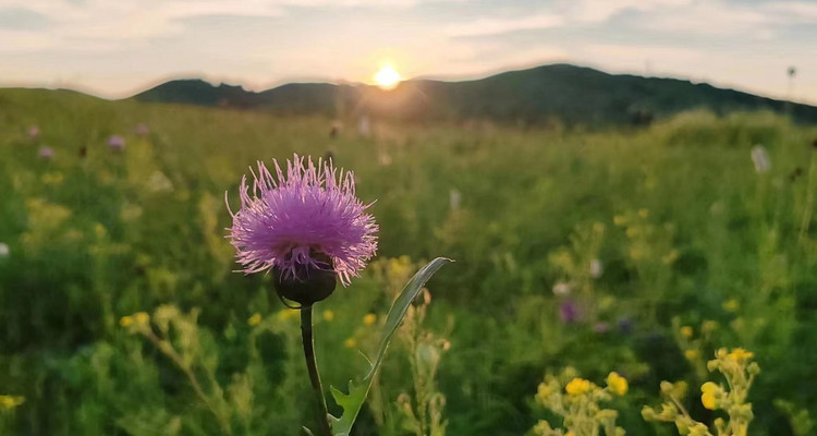 【遇见乌兰布统·草原摄影4日】越野穿越乌兰布统核心区+塞罕坝林海+公主湖+影视基地+甘丹驼城+鄂温克驯鹿园+承德集散+12人精品团+2-12人私家团