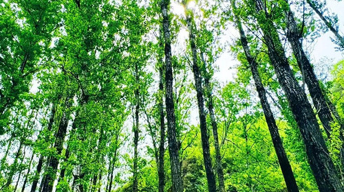 【北京一周一山·莲花滩 】10公里徒步穿越丨童话森林里的漫步+奔向山谷秘境深处一线天+徒步水关长城+感受山野乐趣