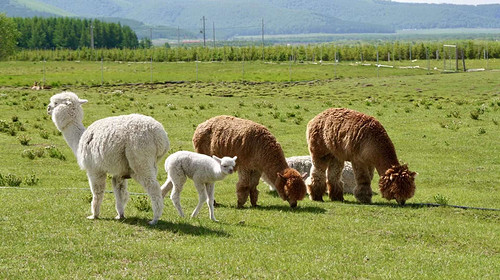 【乌兰布统·亲子探险记5日】北京+美林谷+乌兰布统+下马酒+献哈达+篝火晚会+草原那达慕+蒙古服换装体验+草原徒步挑战+金山岭长城·深度游学5日