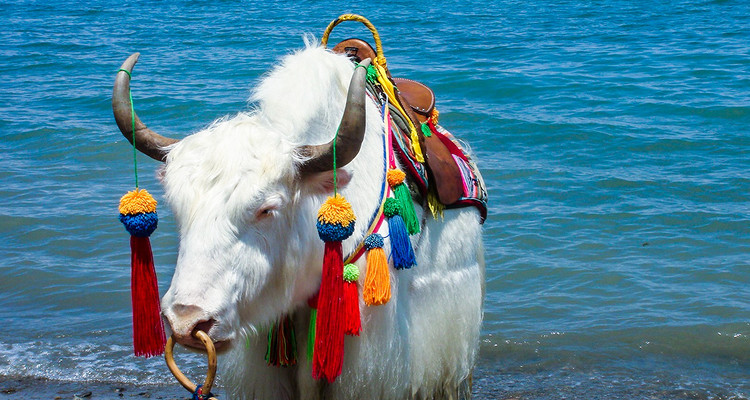 【遇见西北 · 河西四郡7日】乌鞘岭+天梯山石窟+雷台汉墓+马蹄寺石窟+大佛寺+张掖七彩丹霞+嘉峪关长城+大地之子+榆林窟+《又见敦煌》沉浸式演出+莫高窟+鸣沙山月牙泉+沙洲夜市+8人小车团&2-8人小包团