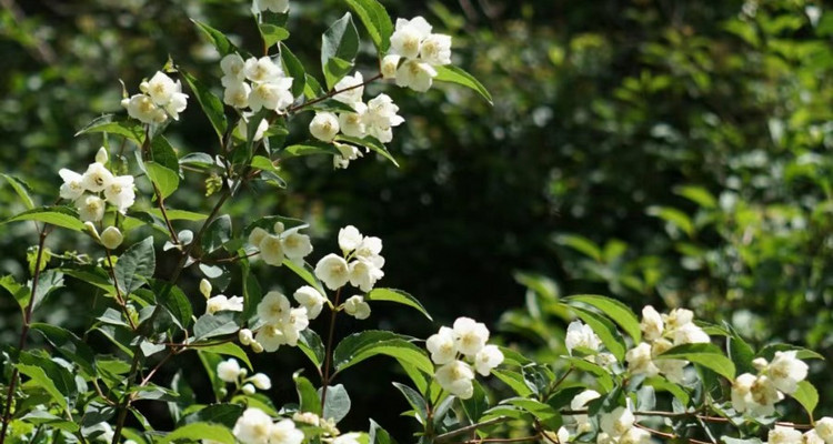 【北京一周一山·黄花梁】10公里初级徒步丨北京最美山脊路线丨高山草甸丨京西“小瑞士”