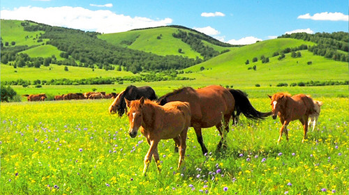 【乌兰布统·亲子探险记5日】北京+美林谷+乌兰布统+下马酒+献哈达+篝火晚会+草原那达慕+蒙古服换装体验+草原徒步挑战+金山岭长城·深度游学5日