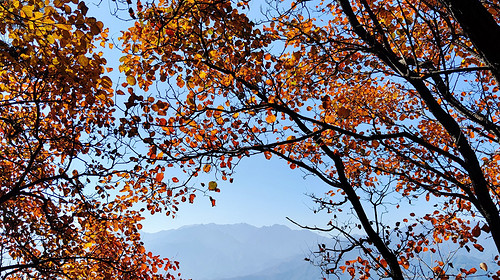 【北京一周一山·红叶岭】漫山红遍处，我在红叶岭等你：长城脚下的红叶诗，在红叶岭，遇见北京最浓烈的秋天