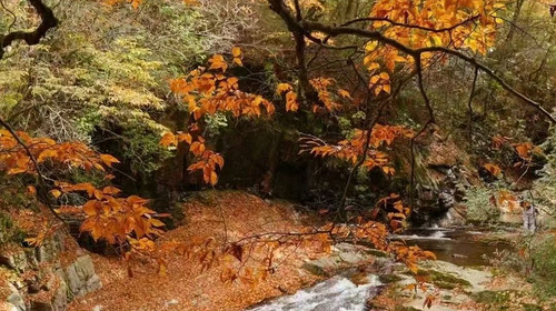 【行游·光雾山5日】成都+三星堆+阆中古城+南江光雾隐仙踪之旅雾山+十八月潭+香炉山5日