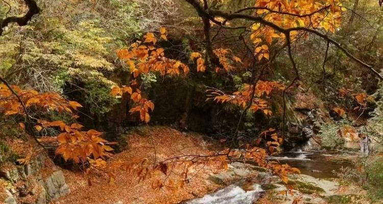 【遇见光雾山·深度摄影6日】10人旅拍团+西安出发+专业摄影师+无人机航拍+光雾山全天畅玩+香炉山云海+黎坪国家森林公园+黑熊沟+大小兰沟+十八月潭+狮子沟牧场+龙头山+深度摄影休闲6日游