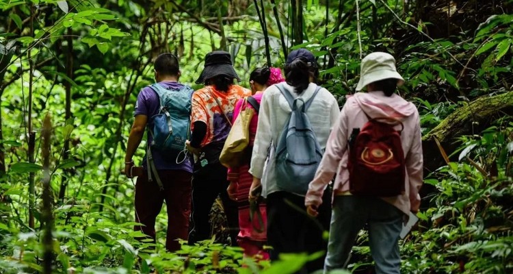 【梦幻云南 · 奇趣版纳5日】西双版纳+野象谷+曼掌+傣族园+中科院植物园+告庄夜市+雨林探秘+曼听公园+深度纯玩5天4晚