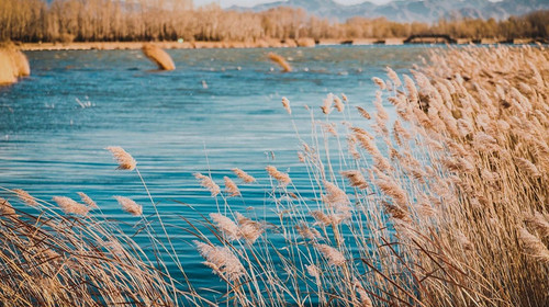 【北京一周一山·野鸭湖】休闲摄影丨6公里徒步丨蒹霞苍苍，白露为霜丨秋冬限定金色芦苇荡+闲逛永宁古城