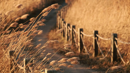 【北京一周一山·野鸭湖】休闲摄影丨6公里徒步丨蒹霞苍苍，白露为霜丨秋冬限定金色芦苇荡+闲逛永宁古城