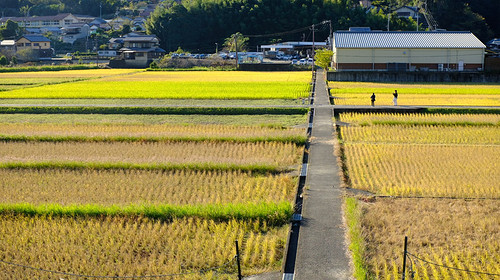 【行走日本·熊野古道5日】日本+熊野三山+那智瀑布+胜浦洞穴温泉+胜浦渔港+白浜市场+千叠敷+円月岛拱崖+桥杭岩+朝圣者之路日本熊野古道徒步5日