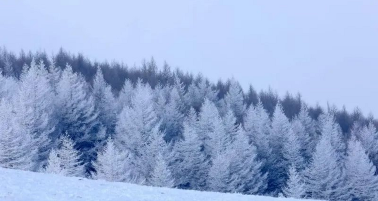 【北京100公里山野·东灵山站】8公里中级徒步丨穿林海雪原+踏雪京西珠穆朗玛+挑战北京最高峰2303