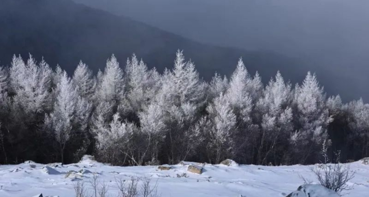 【北京100公里山野·东灵山站】8公里中级徒步丨穿林海雪原+踏雪京西珠穆朗玛+挑战北京最高峰2303