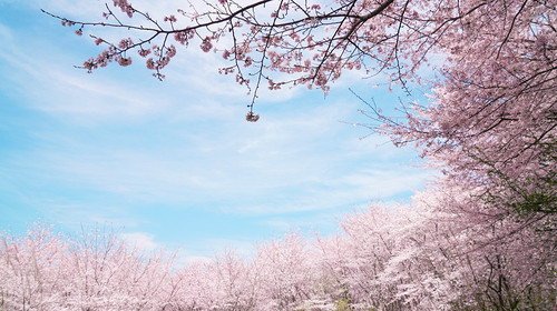 【行走贵州·又见樱花4日】 贵阳+平坝樱花+三江古道+羊皮洞瀑布+花季小众秘境山地徒步4日