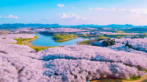 【行走贵州·又见樱花4日】 贵阳+平坝樱花+三江古道+羊皮洞瀑布+花季小众秘境山地徒步4日