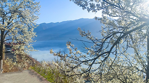 【大美梨花·春染川西】四姑娘山双桥沟+牛背山+金川梨花+墨石公园+甲居藏寨+中路藏寨+红海子+鱼子西+8人纯玩小团+赏梨花+观贡嘎雪山6日半自由行