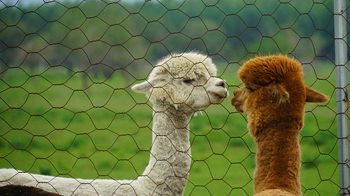 【乌兰布统·亲子奇遇记6日】北京+崇礼小镇+坝上七彩森林+锡林郭勒草原+越野车穿越+乌兰布统＋私家牧场＋牧民家访+鄂温克驯鹿部落+蒙古民俗体验＋长城徒步深度游学6天5晚