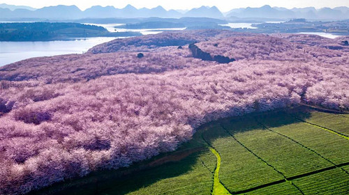 【花季贵州·黔东南7日】平坝樱花+荔波小七孔+西江千户苗寨+镇远古城+梵净山+黄果树瀑布+长桌宴+2-8人小包团&8人拼团7日游