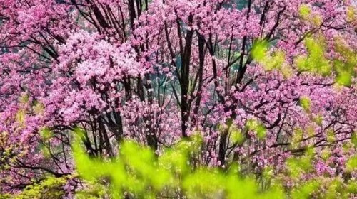 【行游·辛夷花开5日】成都+三星堆+吴家后山辛夷花+剑门关+千佛崖+阆中古城5日春日人文赏花之旅