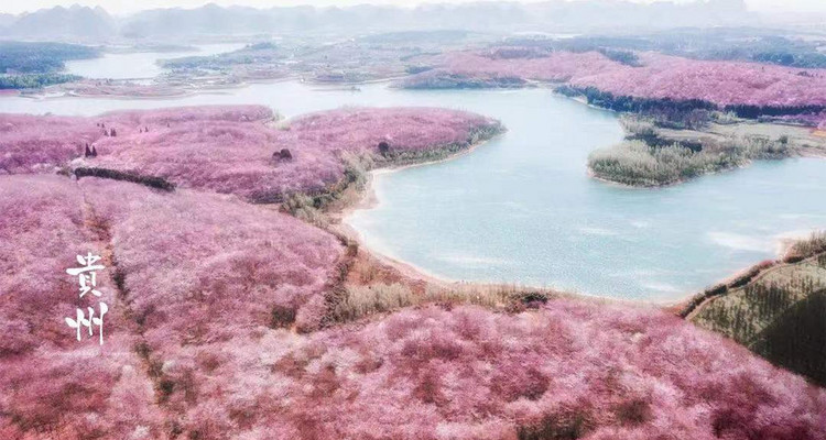 【花季贵州·双花会4日】贵阳+天龙屯堡+龙宫+龙字田油菜花+寻龙探秘+平坝樱花4日游