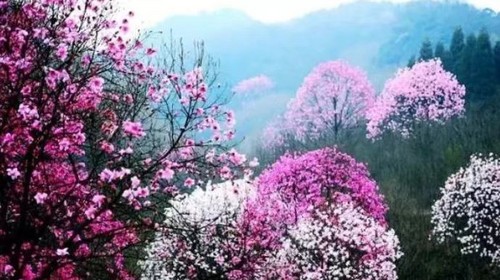 【行游·辛夷花开5日】成都+三星堆+吴家后山辛夷花+剑门关+千佛崖+阆中古城5日春日人文赏花之旅