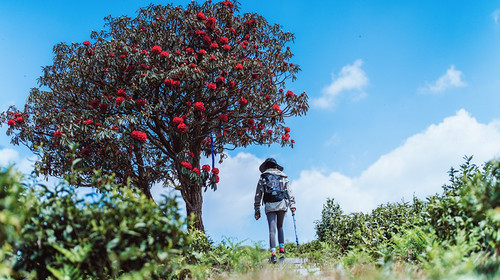 【贵州·百里杜鹃4日】轻徒步30公里+贵阳+百里杜鹃+黔西+三江密道+羊皮洞瀑布+花季小众秘境山地徒步4日游