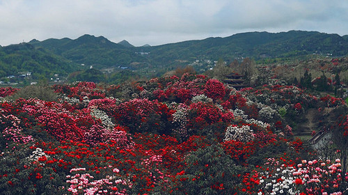 【贵州·百里杜鹃4日】轻徒步30公里+贵阳+百里杜鹃+黔西+三江密道+羊皮洞瀑布+花季小众秘境山地徒步4日游