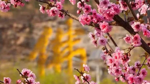 【北京一周一山·千灵山】9公里初级徒步丨京城踏青赏花胜地+徒步千灵山+赏最美山桃花！