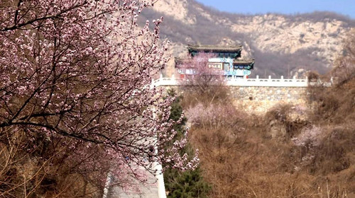 【北京一周一山·千灵山】9公里初级徒步丨京城踏青赏花胜地+徒步千灵山+赏最美山桃花！