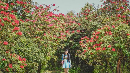 【赏花贵州·杜鹃王国】贵州+百里杜鹃+黄果树瀑布+龙宫+寻龙洞+高奢4日游