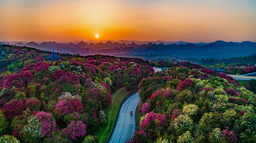 【赏花贵州·杜鹃王国】贵州+百里杜鹃+黄果树瀑布+龙宫+寻龙洞+高奢4日游