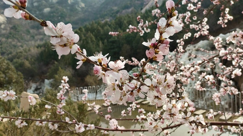 【北京一周一山·白虎涧】初级丨7公里丨北京后花园看桃花漫满山+赏燕平八景