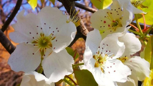 【北京一周一山·苦梨峪】初级丨9公里丨苦梨峪踏青赏花，探索山林秘境！