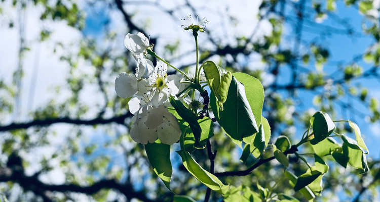 【北京一周一山·苦梨峪】初级丨9公里丨苦梨峪踏青赏花，探索山林秘境！