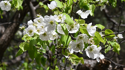 【北京一周一山·苦梨峪】初级丨9公里丨苦梨峪踏青赏花，探索山林秘境！