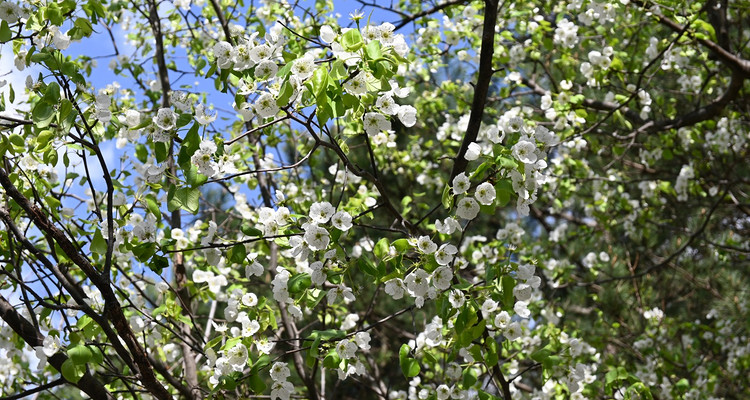 【北京一周一山·苦梨峪】初级丨9公里丨苦梨峪踏青赏花，探索山林秘境！